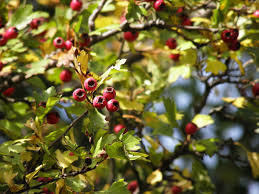 Attēlu rezultāti vaicājumam “Crataegus laevigata”