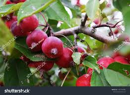 Attēlu rezultāti vaicājumam “Malus prunifolia fruit”