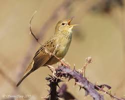 Image result for Locustella naevia