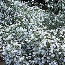 Attēlu rezultāti vaicājumam “Gypsophila muralis fruit”
