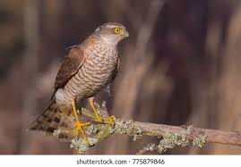 Attēlu rezultāti vaicājumam “Accipiter nisus male”