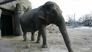 Image result for sad elephant