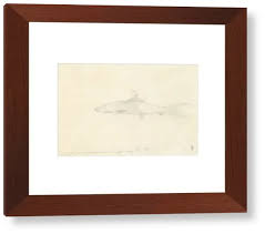 Image result for Albula vulpes