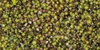 Attēlu rezultāti vaicājumam “Gymnocolea inflata”