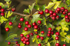 Attēlu rezultāti vaicājumam “Crataegus macracantha fruit”
