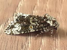 Attēlu rezultāti vaicājumam “Craniophora ligustri larva”