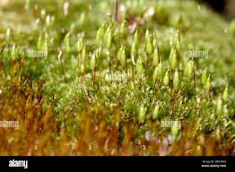 Attēlu rezultāti vaicājumam “Bryum weigelii macro”