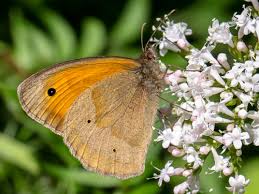 Attēlu rezultāti vaicājumam “Maniola jurtina”