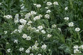 Attēlu rezultāti vaicājumam “Berteroa incana flower”