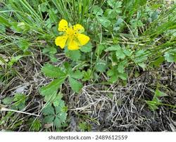 Attēlu rezultāti vaicājumam “Potentilla reptans leaf”