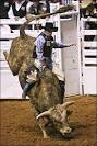 Rap stars and rodeos on our doorstep - Telegraph