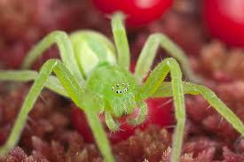 Attēlu rezultāti vaicājumam “Micrommata virescens”