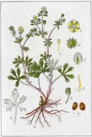 Image result for Potentilla argentea