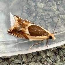 Attēlu rezultāti vaicājumam “Ancylis badiana”