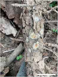 Attēlu rezultāti vaicājumam “Antrodia macra”