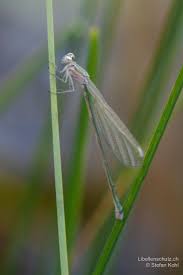Attēlu rezultāti vaicājumam “Nehalennia speciosa”