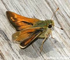 Attēlu rezultāti vaicājumam “Hesperia comma male”