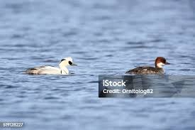 Attēlu rezultāti vaicājumam “Mergus albellus”