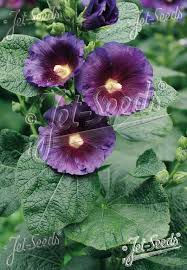 Image result for Alcea rosea