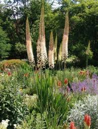 Image result for Steppenkerze