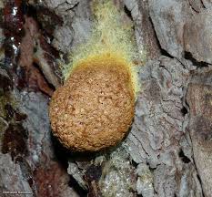 Attēlu rezultāti vaicājumam “Didymium spongiosum plasmodium”