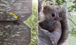 Картинки по запросу белку зажевало в диск