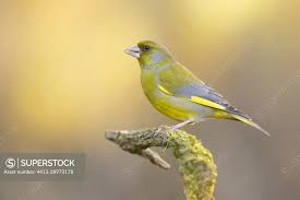 Attēlu rezultāti vaicājumam “Chloris chloris male”