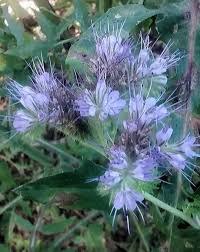 Attēlu rezultāti vaicājumam “Phacelia tanacetifolia”