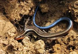 Attēlu rezultāti vaicājumam “Sauria”