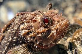 Image result for Scorpaena porcus