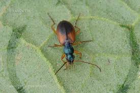 Attēlu rezultāti vaicājumam “Anchomenus dorsalis”