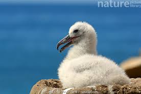 Image result for albatross dead chick