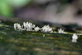 Attēlu rezultāti vaicājumam “Arcyria cinerea”