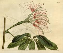 Image result for Carpiodes velifer