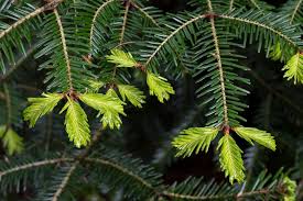 Attēlu rezultāti vaicājumam “Abies alba”