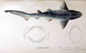 Image result for Notorynchus cepedianus