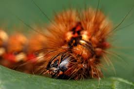 Attēlu rezultāti vaicājumam “Acronicta rumicis”