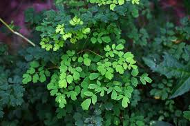 Attēlu rezultāti vaicājumam “Thalictrum minus leaf”