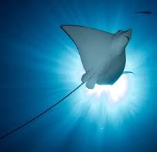 Image result for Aetobatus ocellatus