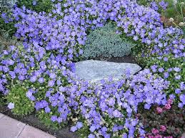 Image result for Campanula isophylla