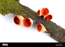 Attēlu rezultāti vaicājumam “Sarcoscypha austriaca”