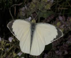 Attēlu rezultāti vaicājumam “Pieris brassicae male”