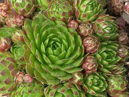 Attēlu rezultāti vaicājumam “Jovibarba globifera”