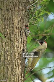 Attēlu rezultāti vaicājumam “Picus viridis nest”