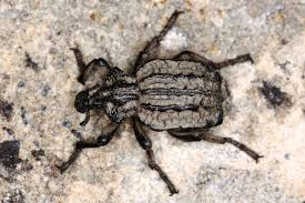 Image result for Brachycerus undatus