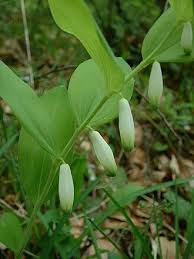 Attēlu rezultāti vaicājumam “Polygonatum odoratum”
