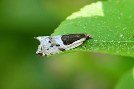 Attēlu rezultāti vaicājumam “Ancylis myrtillana”