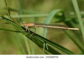 Attēlu rezultāti vaicājumam “Platycnemis pennipes female”