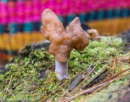 Attēlu rezultāti vaicājumam “Gyromitra infula”