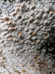 Attēlu rezultāti vaicājumam “Ceriporiopsis resinascens”